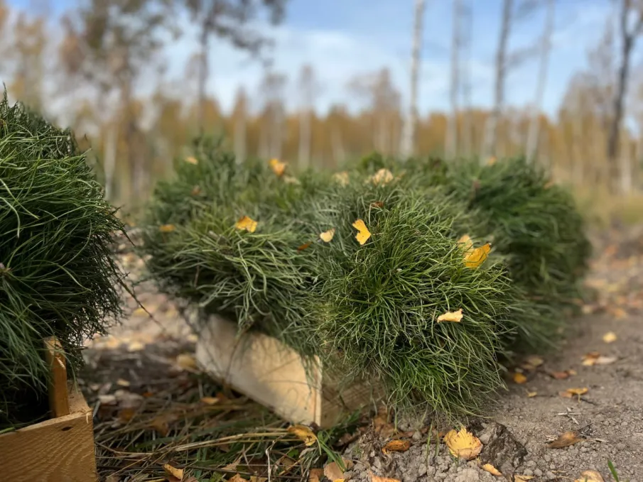 В Нижегородской области в этом году создано более 5 900 гектаров новых лесов